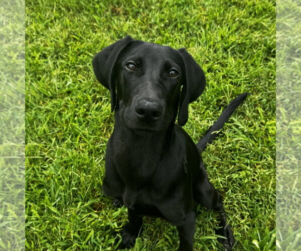 Medium Photo #1 Labrador Retriever Puppy For Sale in Newfield, NJ, USA