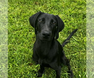 Labrador Retriever Dogs for adoption in Newfield, NJ, USA