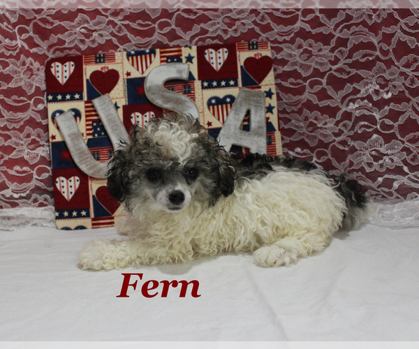 Medium Photo #4 Poodle (Toy) Puppy For Sale in CHANUTE, KS, USA