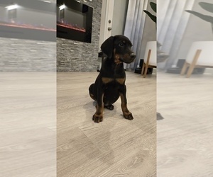 Doberman Pinscher Puppy for sale in MONROE, NC, USA