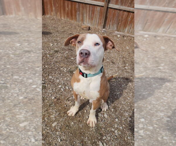 Medium Photo #7 Mutt Puppy For Sale in Evansville, IN, USA