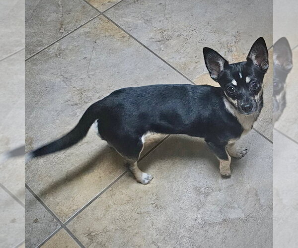 Medium Photo #1 Rat-Cha Puppy For Sale in Atlanta, GA, USA