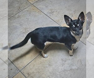Rat-Cha Dogs for adoption in Atlanta, GA, USA