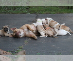 Small #31 American Bulldog
