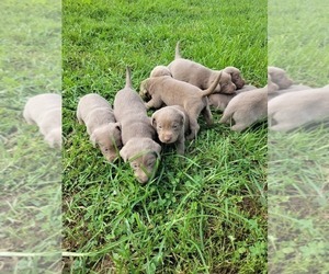 Labrador Retriever Puppy for sale in CONNELLYS SPRINGS, NC, USA