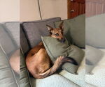 Small #4 German Shepherd Dog Mix