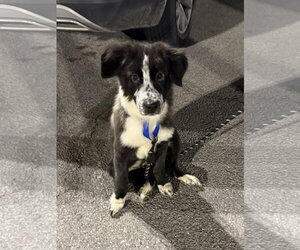 Borador Dogs for adoption in Omaha, NE, USA