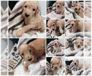 Goldendoodle Puppy for sale in LENOIR, NC, USA