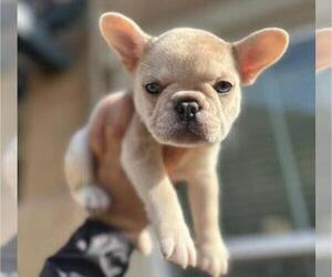 French Bulldog Puppy for sale in NEWPORT BEACH, CA, USA