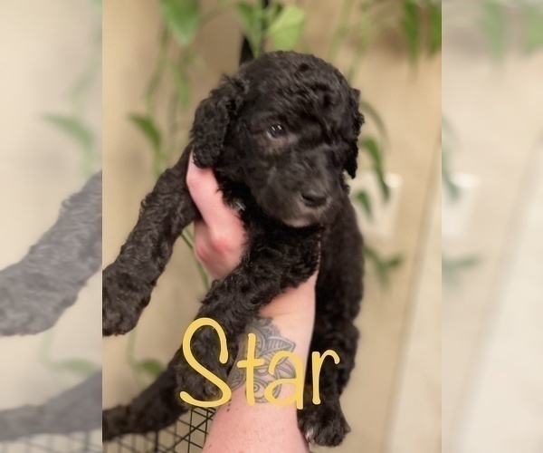 Medium Photo #30 Goldendoodle-Poodle (Standard) Mix Puppy For Sale in GRESHAM, OR, USA