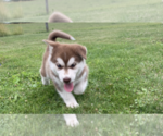 Small Photo #10 Alusky Puppy For Sale in LEWISBURG, PA, USA