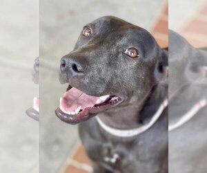 Labrador Retriever-Unknown Mix Dogs for adoption in Bellmawr, NJ, USA