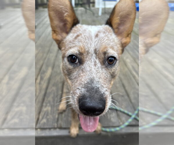 Medium Photo #2 Mutt Puppy For Sale in Garden City, NY, USA