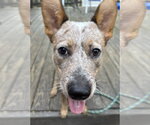 Small #1 Mutt