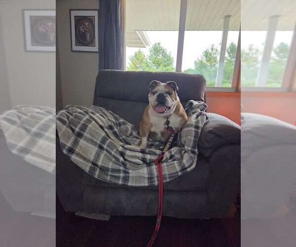 Medium Photo #3 Bulldog Puppy For Sale in Plymouth, MN, USA