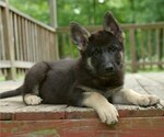 Small #2 German Shepherd Dog