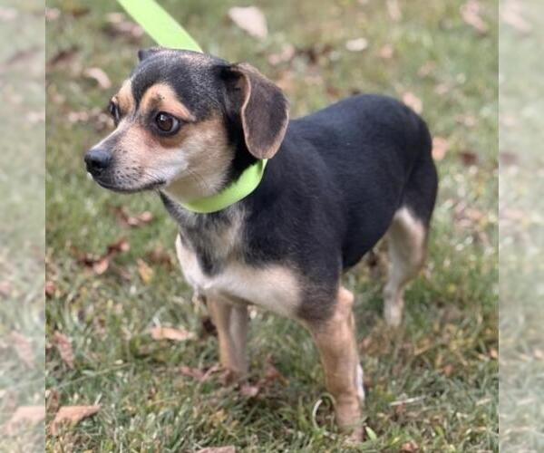 Medium Photo #3 Chihuahua-Unknown Mix Puppy For Sale in Yardley, PA, USA