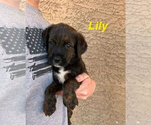 Mutt Dogs for adoption in Goodyear, AZ, USA