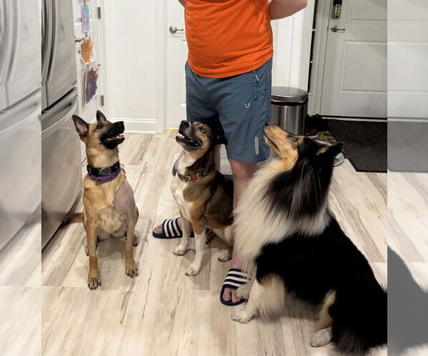 Medium Photo #7 Mutt Puppy For Sale in Imlay City, MI, USA