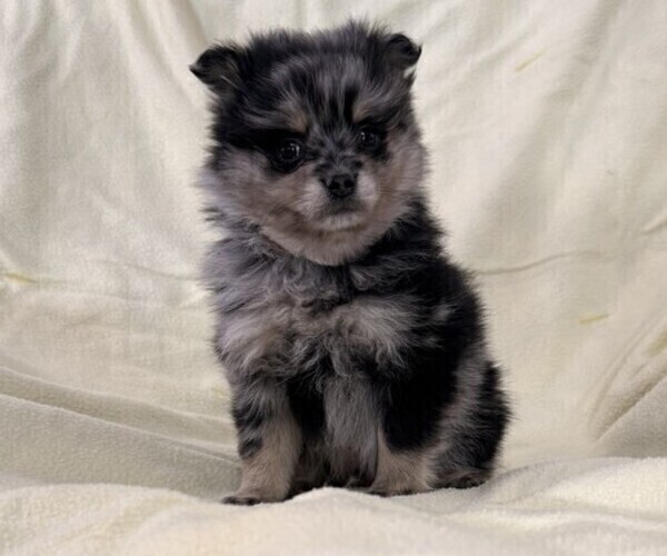 Medium Photo #6 Pomeranian Puppy For Sale in OWEN, WI, USA