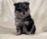 Small #5 Pomeranian