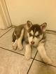 Small Photo #2 Siberian Husky Puppy For Sale in PHOENIX, AZ, USA