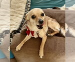 Small #1 Chihuahua