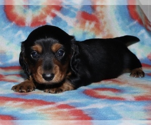 Dachshund Puppy for sale in LOVELY, KY, USA