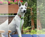 Small #1 Great Pyrenees Mix