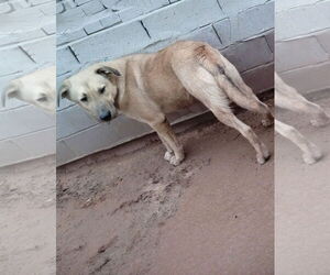 Seven Dwarfs - Male Anatolian Shepherd-Labrador Retriever Mix Dog for Adoption - Photo #8