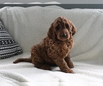 Small Photo #3 Goldendoodle Puppy For Sale in SUGARCREEK, OH, USA