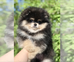 Pomeranian Puppy for sale in Reshetylivka, Poltava, Ukraine