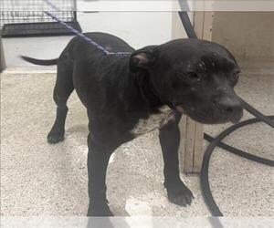 American Pit Bull Terrier-Unknown Mix Dogs for adoption in Conroe, TX, USA
