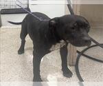 Small American Pit Bull Terrier Mix