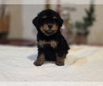 Small #18 Goldendoodle (Miniature)