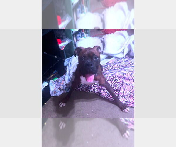 Medium Photo #1 Boxer Puppy For Sale in Austin, TX, USA
