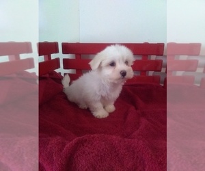 Maltese Puppy for sale in MILLERSBURG, OH, USA