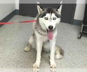 Alaskan Malamute-Unknown Mix Dogs for adoption in Visalia, CA, USA