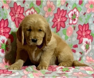 Golden Retriever Puppy for sale in LANCASTER, PA, USA
