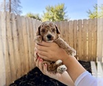Small #6 Poodle (Miniature)