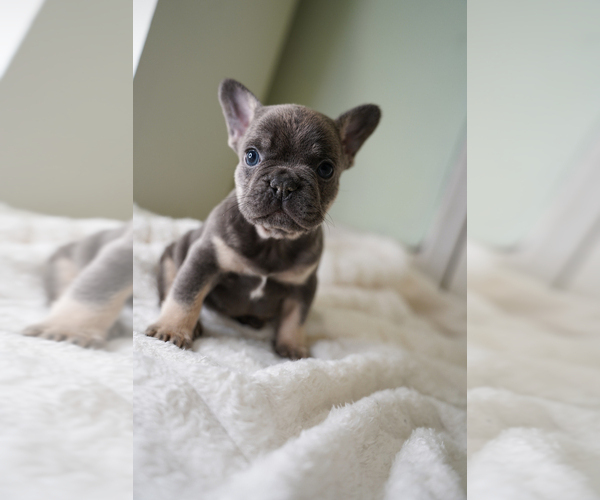 Medium Photo #6 French Bulldog Puppy For Sale in MIAMI BEACH, FL, USA