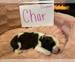 Small Photo #5 Saint Bernard Puppy For Sale in OKEANA, OH, USA