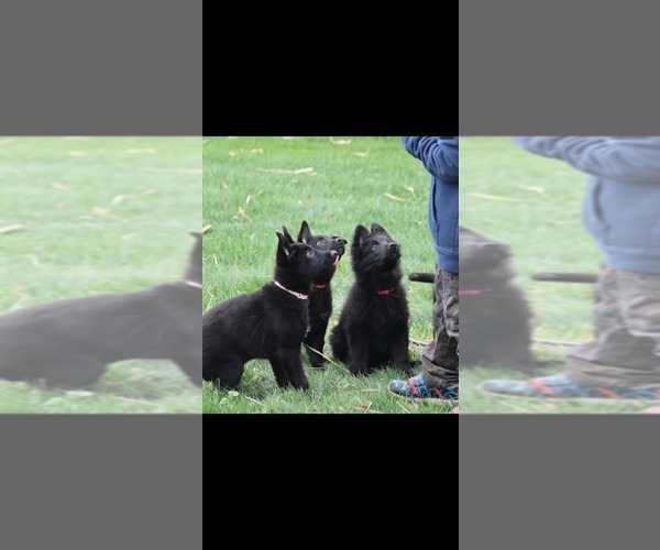 Medium Photo #6 German Shepherd Dog Puppy For Sale in DECATUR, IN, USA