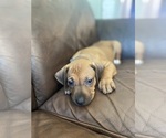 Small Photo #15 Rhodesian Ridgeback Puppy For Sale in KELLER, TX, USA