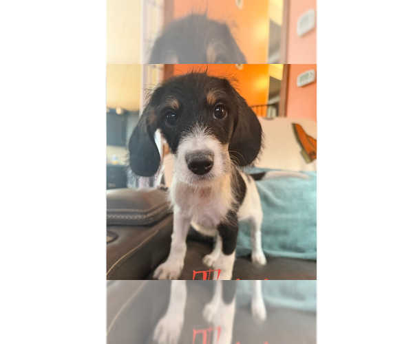 Medium Photo #1 Beagle-Unknown Mix Puppy For Sale in Springdale, PA, USA