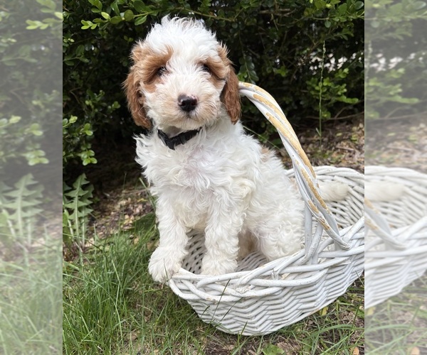Medium Photo #2 Goldendoodle (Miniature) Puppy For Sale in MIDDLEBURY, IN, USA