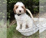 Small #1 Goldendoodle (Miniature)