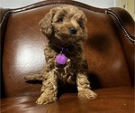 Small Photo #3 Cavapoo-Poodle (Miniature) Mix Puppy For Sale in ATGLEN, PA, USA