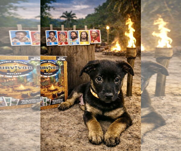 Medium Photo #2 Mutt Puppy For Sale in San Diego, CA, USA