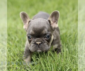 French Bulldog Puppy for sale in GORDONVILLE, PA, USA